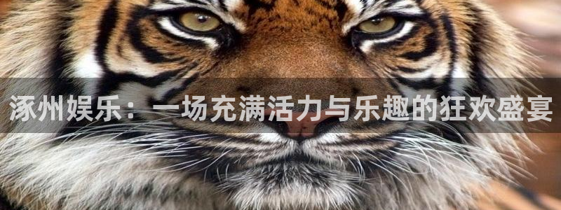 万向娱乐体育游戏：涿州娱乐：一场充满活力与乐趣的狂欢盛宴